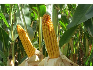 Tract 5 - LAND & REAL ESTATE AUCTION, 450+/- Acres offered in 17 Tracts of Highly Productive, Tillable Crop Land